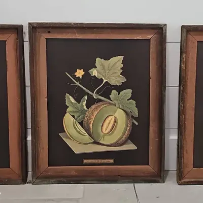 Framed Vintage Botanical Fruit Prints