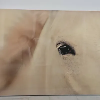 Large Canvas Print Of Horse 