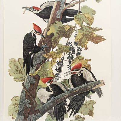 Sale Photo Thumbnail #153: After John James Audubon, Pileated Woodpecker, Princeton Edition Lithograph