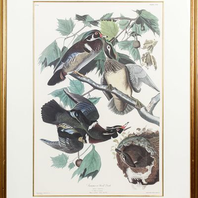 Sale Photo Thumbnail #154: After John James Audubon (1785-1851) Summer or Wood Duck, Princeton Edition, Lithograph