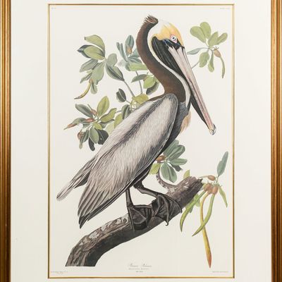 Sale Photo Thumbnail #152: After John James Audubon (1785-1851) Brown Pelican, Princeton Edition, Lithograph