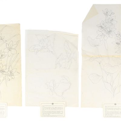 Sale Photo Thumbnail #300: Josephine Zettel Rookwood Pottery Study Drawings, Flowers