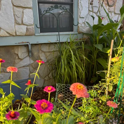 Double-hook shepherd's hook plant hanger with decorative scrollwork, positioned in a garden bed with zinnias.