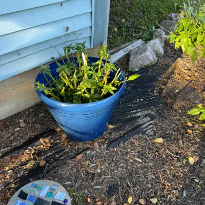 Large blue glazed ceramic planter containing a green leafy plant, shown outdoors alongside a mosaic stepping stone.