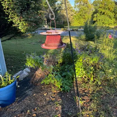 Red metal mesh bird feeder hanging from a black metal shepherd's hook in a garden setting.