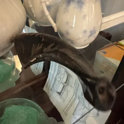 Sale Photo Thumbnail #244: A dark, curved animal horn displayed on a glass shelf alongside vintage ceramic pitchers.