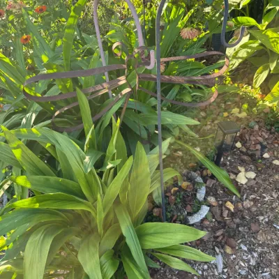 Rustic metal dragonfly garden stake and a black metal shepherd's hook positioned among lush green foliage and garden plants.