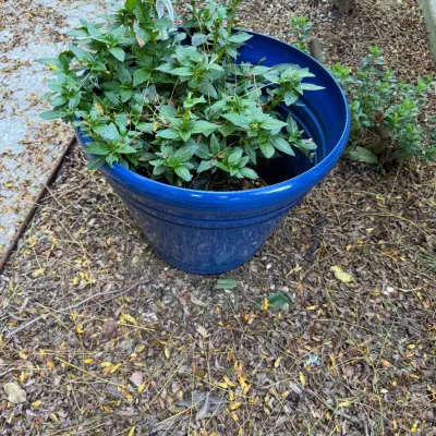 Sale Photo Thumbnail #215: Potted green plant in a vibrant blue plastic planter, situated outdoors on a bed of dry leaves.