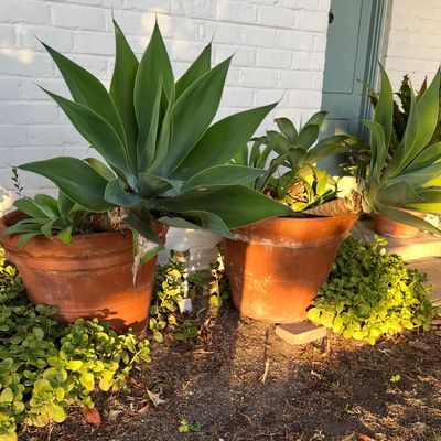 Large agave attenuata plants in weathered terracotta pots outdoors.