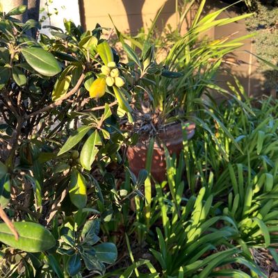 Lush outdoor garden display featuring various potted plants, shrubs, and ornamental grasses in natural sunlight.
