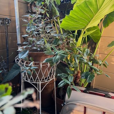 Collection of potted patio plants, including a large elephant ear, paired with a vintage white wrought iron plant stand.