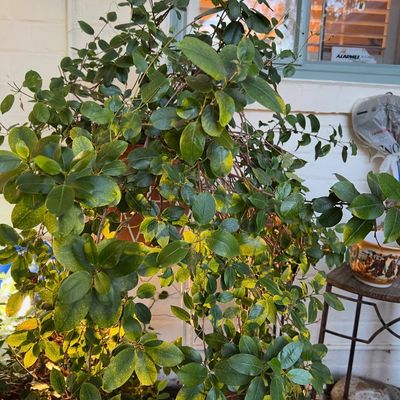 Large potted jasmine plant trained on a trellis, displayed on an outdoor patio.