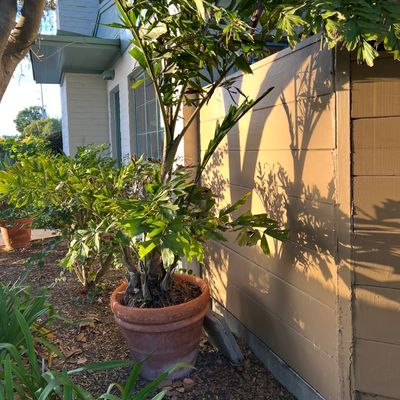Large fishtail palm tree planted in a rustic terracotta pot.