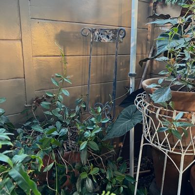 Collection of outdoor garden planters and plant stands, including a tall wrought iron plant holder and a white wire stand supporting a...