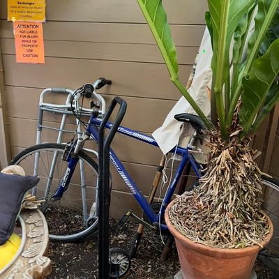 Blue Kent hybrid bicycle parked next to a potted tropical plant and a metal walker against an exterior wall.