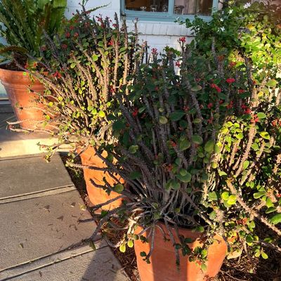 Large potted crown of thorns plants featuring thorny stems and small red blooms in terracotta pots.