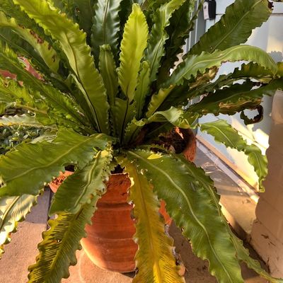 Large bird's-nest fern with wavy green fronds planted in a rustic terracotta pot.