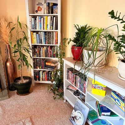 Sale Photo Thumbnail #9: Two white wooden bookcases filled with books, board games, and language learning materials, flanked by potted houseplants including a ponytail palm and a corn plant.