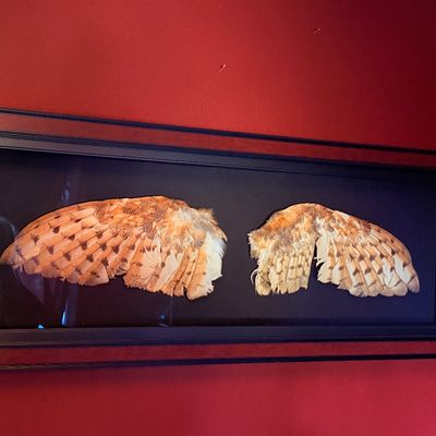 Sale Photo Thumbnail #2: Taxidermy bird wings, possibly owl, displayed in a wide black and brown shadowbox frame against a dark background.