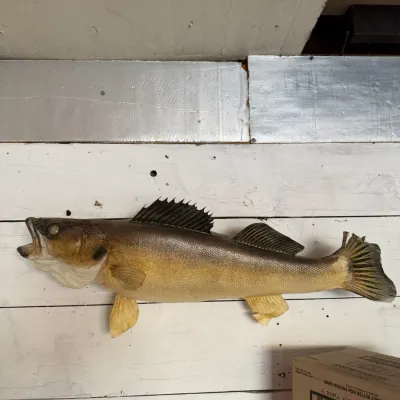 Large Walleye Fish Wall Mount - Taxidermy Style Fishing Cabin & Lodge Decor - Lake Odessa Off-Site