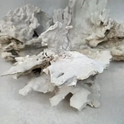3 Large Fossilized Pieces of Coral