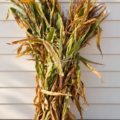 Sale Photo Thumbnail #138: Tied Bundle of Dried Corn Stalks