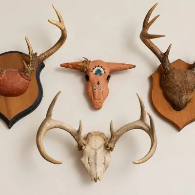 Collection of Deer Antler Taxidermy Mounts and Decorative Skulls