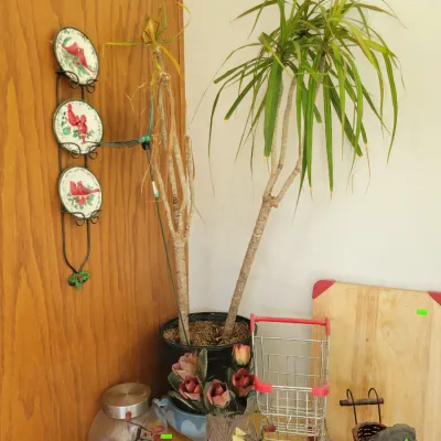 Sale Photo Thumbnail #70: Dracaena plant, and other decor 