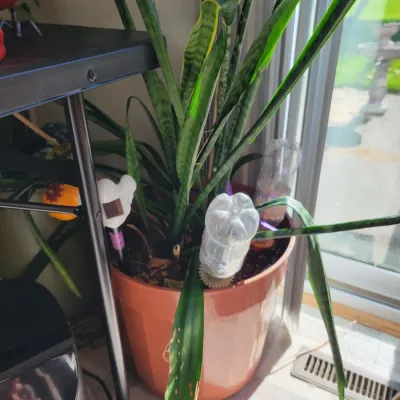 Sale Photo Thumbnail #59: Snake Plant on pot