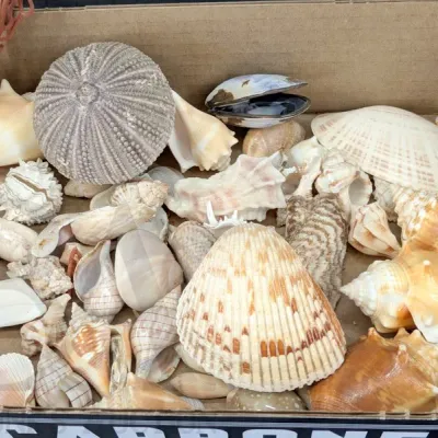 Sale Photo Thumbnail #200