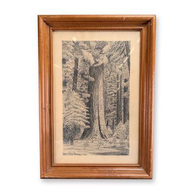 Sale Photo Thumbnail #572: W. Steel (American 19th-20th century) Charcoal Drawing on Paper, Giant Sequoia, Signed
