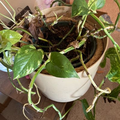 Sale Photo Thumbnail #641: Plant that needs love