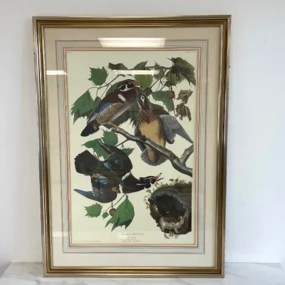 Sale Photo Thumbnail #289: Lot 8982 summer or wood duck audubon bird art print