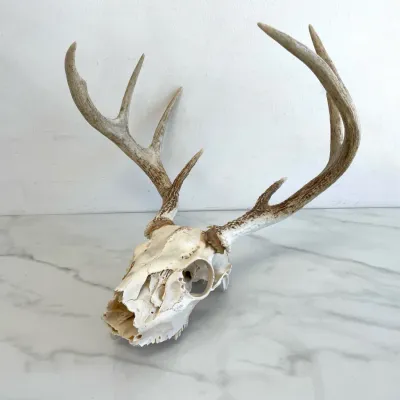 Sale Photo Thumbnail #243: Lot 8933 deer skull with antlers natural curiosity