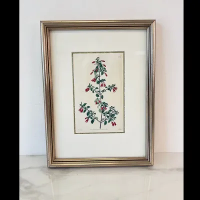 Sale Photo Thumbnail #218: Lot 8907 antique botanical art print
