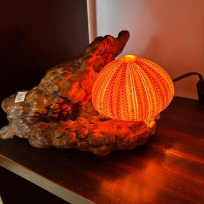 Unique sea urchin shell accent lamp mounted on a natural burl wood base, emitting a warm orange glow.