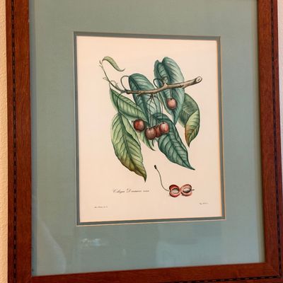 Sale Photo Thumbnail #5: Framed botanical print 