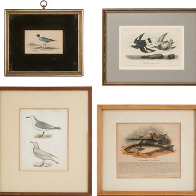 Three Seabird, Lithographs