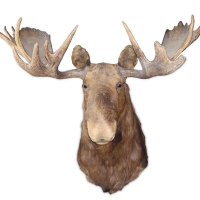 Taxidermy Moose Mount