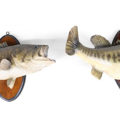 Two Taxidermy Mounts of Largemouth Bass