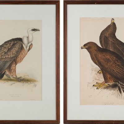 Sale Photo Thumbnail #227: John Gould, British 1804-1881, Golden Eagle and Griffon Vulture, Engraving