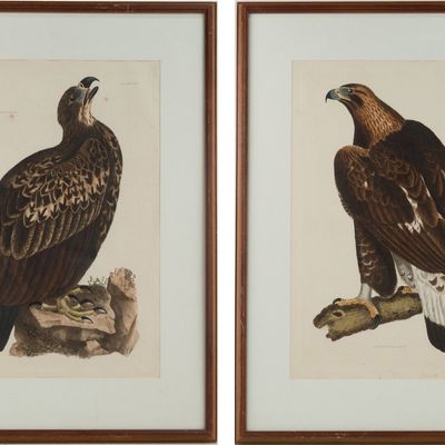 Sale Photo Thumbnail #226: Prideaux John Selby, British 1788-1867, Golden Eagle and Cinereous Eagle, Engraving