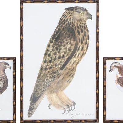 Sale Photo Thumbnail #72: Three Birds of Prey, Prints