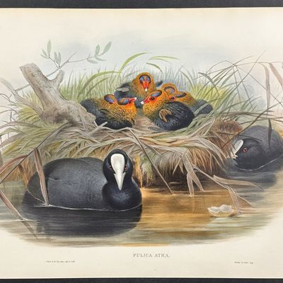 Gould, Great Britain - Coot