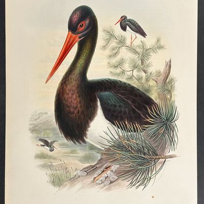 Gould, Great Britain - Black Stork