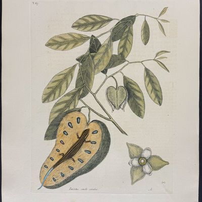Sale Photo Thumbnail #107: Catesby, Folio - Blue-Tailed Lizard with Cherimoya. 2-67