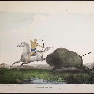 Doughty - American Buffaloe (Buffalo or Bison, Native American Hunting)