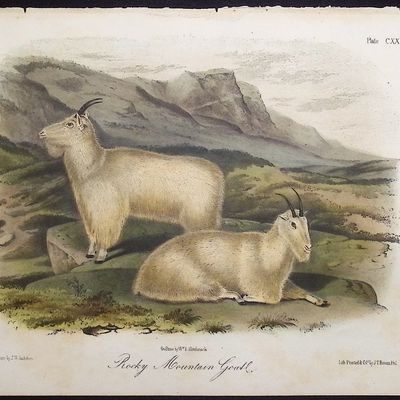 Audubon - Rocky Mountain Goat. 128