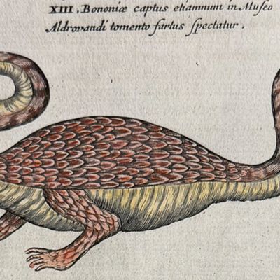 Kircher, pub. 1682 - Dragons
