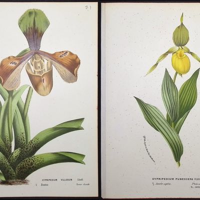 Van Houtte - 4 Lady's Slipper Orchid Prints